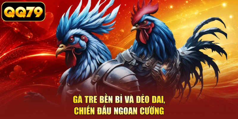 Gà tre bền bỉ và dẻo dai, chiến đấu ngoan cường