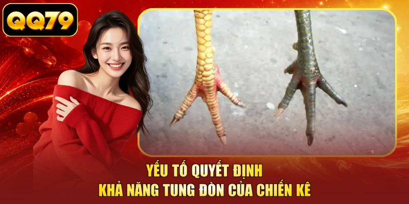 Yếu tố quyết định khả năng tung đòn của chiến kê